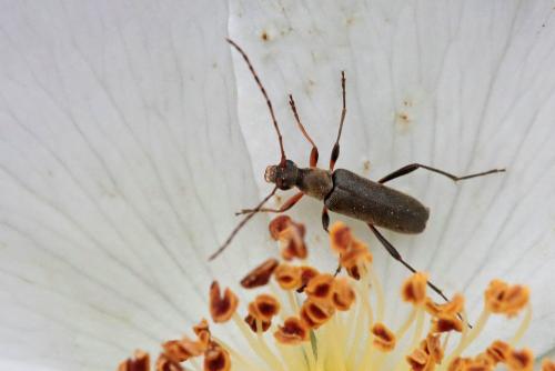 Réf. 230 953 : Grammoptera ruficornis